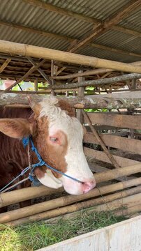 Majestic and strong, the sapi (cow) plays a vital role in Indonesian agriculture and culture. Revered for its contribution to farming, dairy production, and as a symbol of wealth and prosperity.