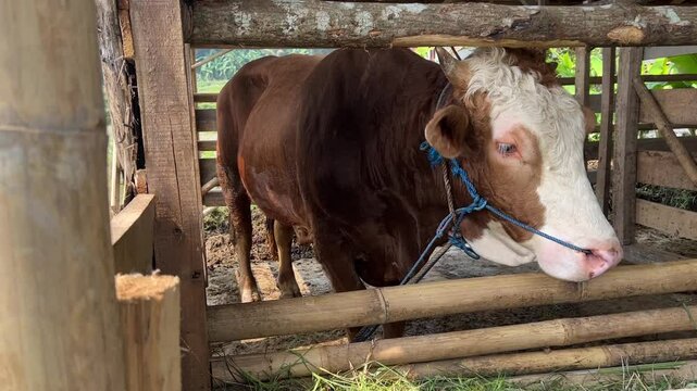Majestic and strong, the sapi (cow) plays a vital role in Indonesian agriculture and culture. Revered for its contribution to farming, dairy production, and as a symbol of wealth and prosperity.
