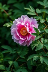there is a pink flower with a yellow center in the middle of a bush