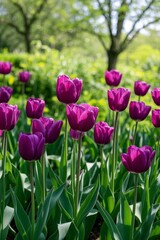 Obraz premium purple tulips in a field of green leaves and trees