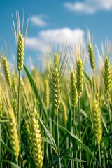 Obraz premium there are many green wheats growing in a field on a sunny day