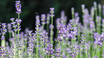 Obraz premium Purple lavender flowers on a dark background in a sunny garden