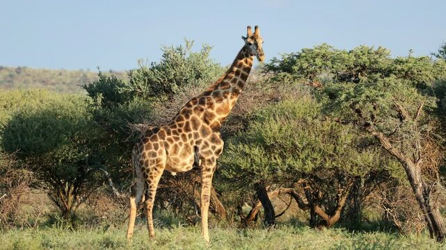 A giraffe (Giraffa camelopardalis) feeding on a thorn tree, Mokala National Park, South Africa