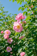 there are many pink roses growing in the bush with green leaves