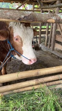 Majestic and strong, the sapi (cow) plays a vital role in Indonesian agriculture and culture. Revered for its contribution to farming, dairy production, and as a symbol of wealth and prosperity.