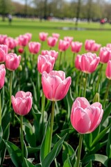 pink tulips in a field of green grass with a park in the background