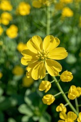 Fototapeta premium yellow flowers in a field of green and yellow flowers
