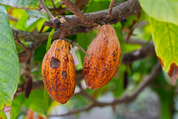 食べごろカカオ