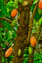 カカオの実る時期