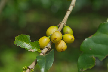 コーヒーの実り