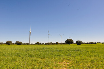Wind turbines generating renewable energy in green field