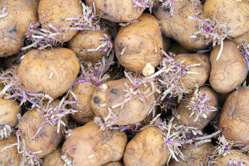Sprouted seed potatoes close-up. A lot of old sprouted potatoes for planting.