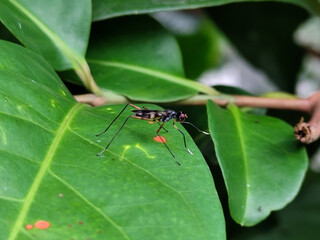 Rainieria antennae are a species of stiff-legged fly in the family Micropezidae, resting on fresh green leaves.
