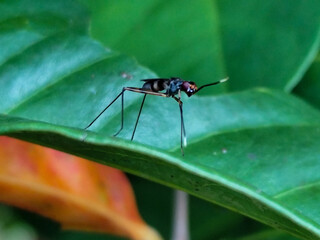 Rainieria antennae are a species of stiff-legged fly in the family Micropezidae, resting on fresh green leaves.