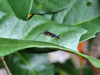Rainieria antennae are a species of stiff-legged fly in the family Micropezidae, resting on fresh green leaves.
