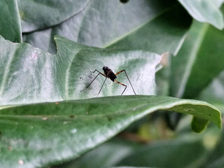 Rainieria antennae are a species of stiff-legged fly in the family Micropezidae, resting on fresh green leaves.