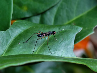 Rainieria antennae are a species of stiff-legged fly in the family Micropezidae, resting on fresh green leaves.