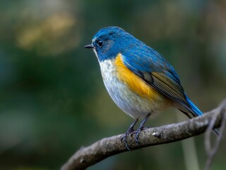 森の木陰で周りを見渡しているルリビタキの雄