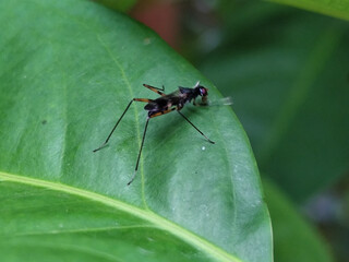 Rainieria antennae are a species of stiff-legged fly in the family Micropezidae, resting on fresh green leaves.