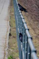 Crows perched on a metal railing, one spreading wings while calling out.
 Low-angle shot, dynamic mood, urban nature, strong depth, perspective lines, sidewalk, contrasting textures, storytelling 