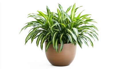 Fototapeta premium A lush green houseplant is sitting in a brown ceramic pot