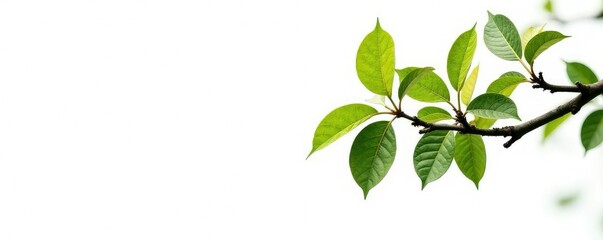 Large branch against a stark white background with some scattered leaves, white, isolated, branch