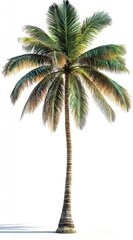 Obraz premium palm tree isolated on white