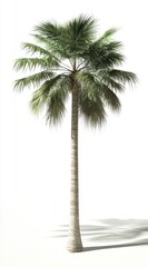 palm tree isolated on white background