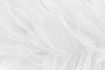 Beautiful white grey bird feathers pattern texture background.
