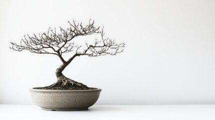 Obraz premium Small bonsai tree in a simple ceramic container on display