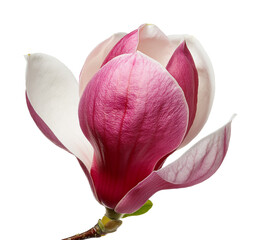 Fototapeta premium Deep Pink Magnolia Bloom in Soft Light
