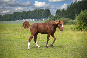 Obraz premium Brown Horse Grazing in Green Meadow on a Sunny Day with Trees in Background