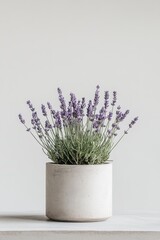 lavender flowers in a pot