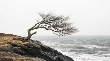 A lone tree leans against a misty coastal seascape scene