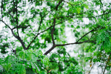 Fototapeta premium Lush green nature scene urban park environment close-up view serenity and calmness