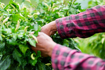 Harvesting green chilies agricultural field rural environment close-up view sustainable farming techniques