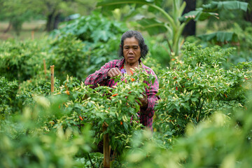 Woman harvesting peppers in lush farm rural area candid shot outdoor setting agricultural lifestyle