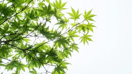 Naklejka premium Bright green maple leaves spreading across a clear white background