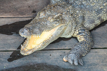 Fototapeta premium A large crocodile is laying on a flat wooden surface, Tonslesap Lake, Cambodia