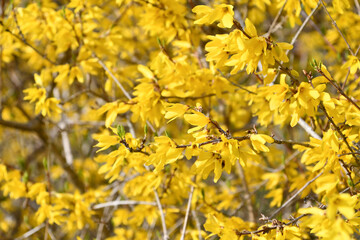 レンギョウ「ビアトリクス・ファランド」