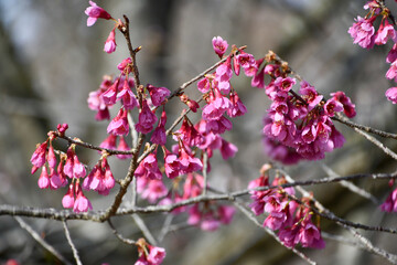 寒緋桜