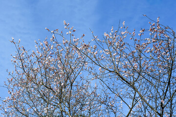 梅の花「筑紫紅」