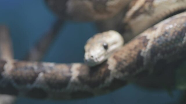 Brown and white snake is curled up on a branch. The snake is looking at the camera