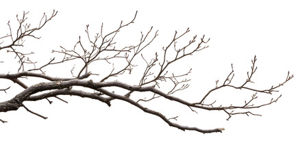 Obraz premium A tree branch is shown