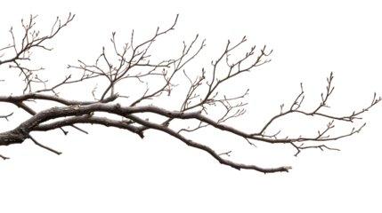 A tree branch is shown