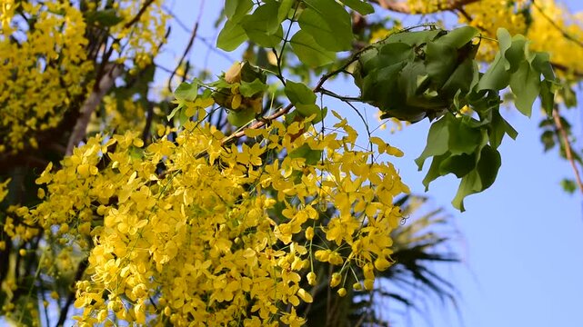 Cassia fistula flowers blooming on green leaves branches hanging on tree isolated on blue sky background closeup, Amazing Cassia fistula tree with bunch of flower in yellow