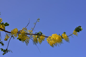 Cassia fistula flowers blooming on green leaves branches hanging on tree isolated on blue sky background closeup, Amazing Cassia fistula tree with bunch of flower in yellow