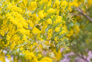 満開のミモザ(ギンヨウアカシア）