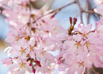 満開の枝垂れ桜2