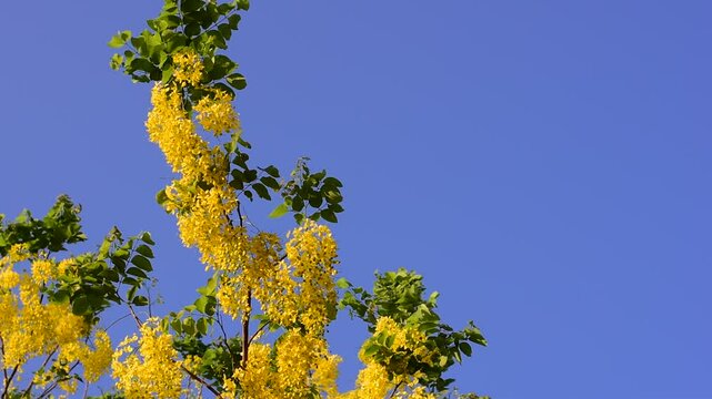 Cassia fistula flowers blooming on green leaves branches hanging on tree isolated on blue sky background closeup, Amazing Cassia fistula tree with bunch of flower in yellow